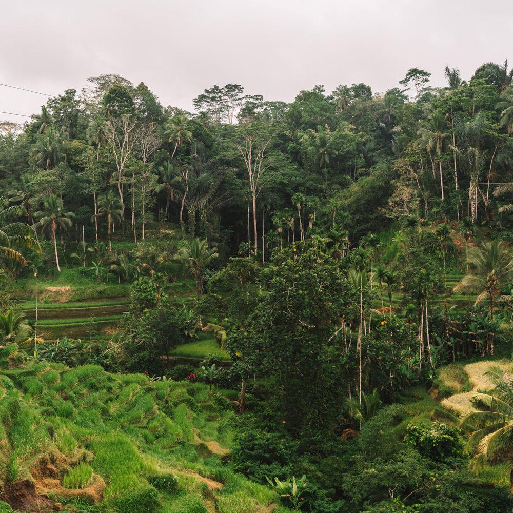 Lembah dengan sawah terasering dan hutan tropis di Bali (foto ilustrasi)